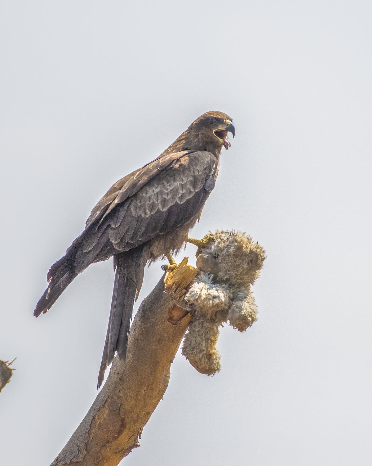 Black kite (11)